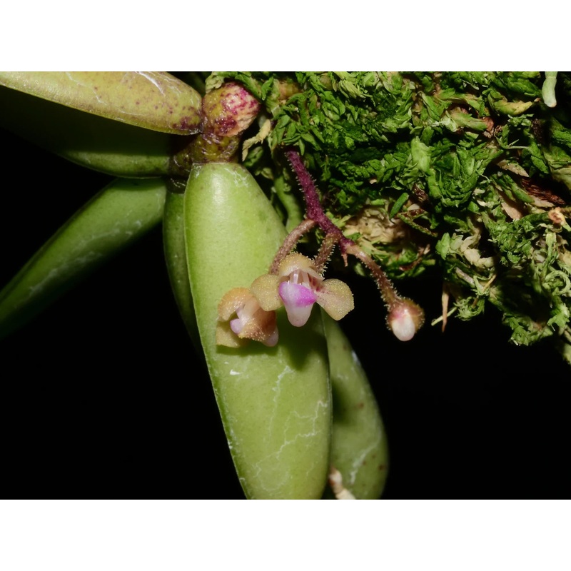 Stereochilus erinaceus