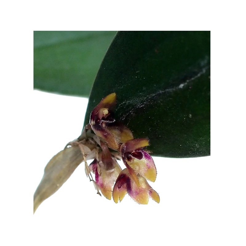 Trichosalpinx ciliaris