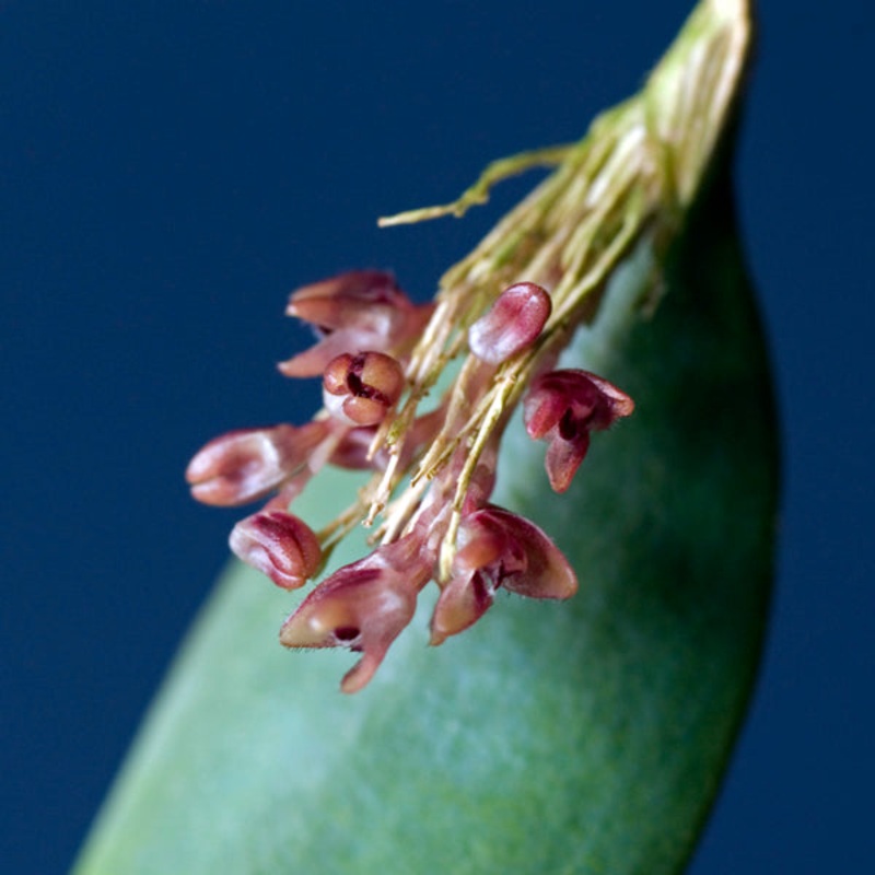 Trichosalpinx memor