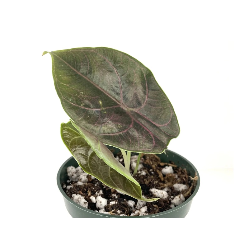 Alocasia azlanii – seedling