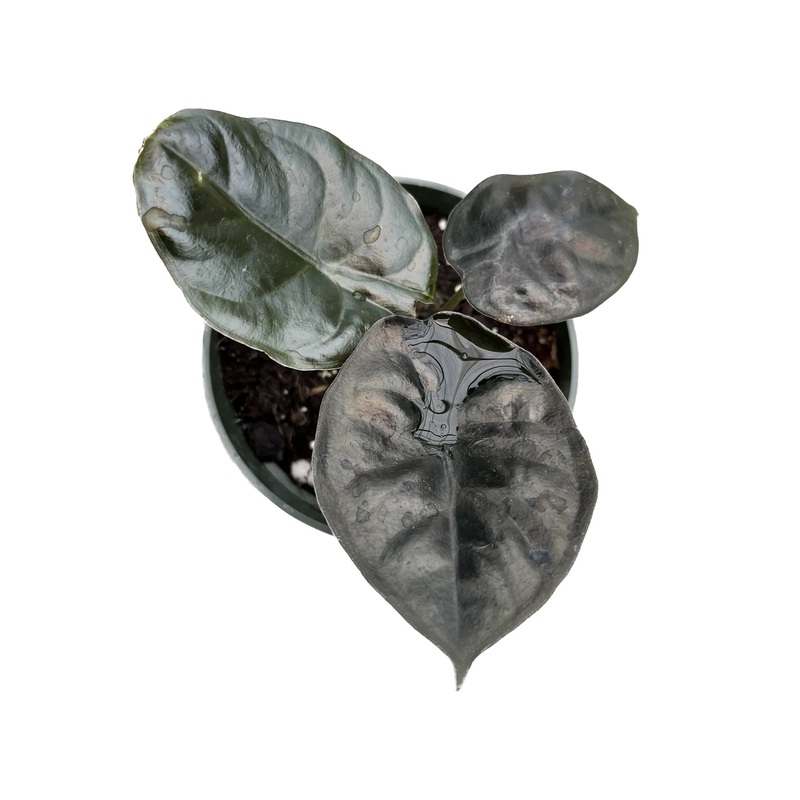 Alocasia infernalis ‘Kapit’