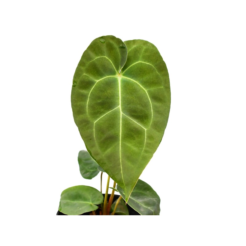 Anthurium Ecuagenera Green Soul (XS)