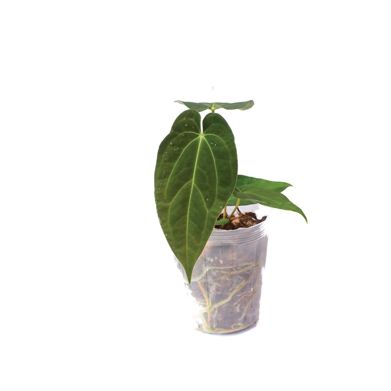 Anthurium Magnificent Girl ‘Fantasy’ x Anthurium papillilaminum