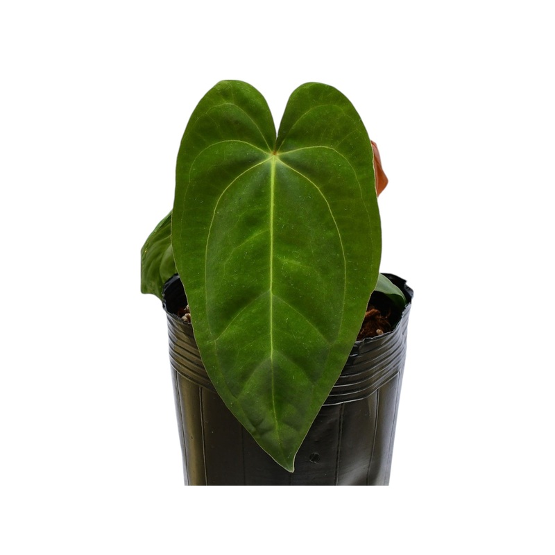Anthurium Nocturne Plush (seedling)