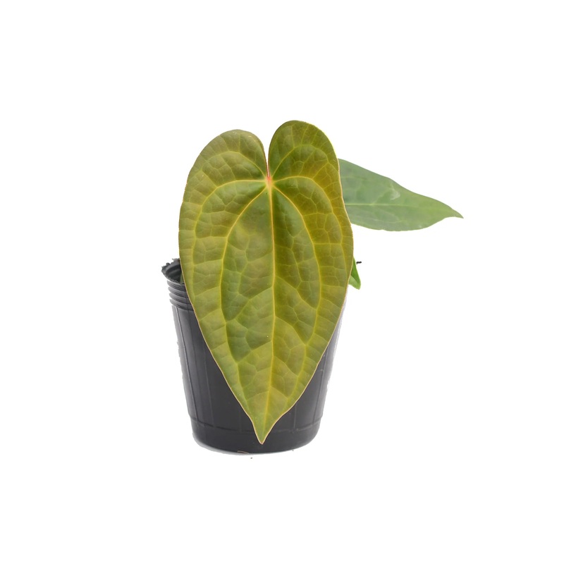 Anthurium Raven Soul (XS)
