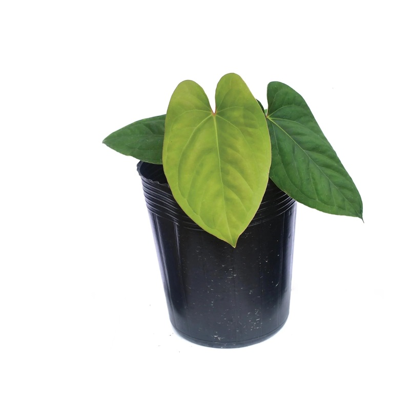 Anthurium sagittatum x Anthurium dressleri (seedling)