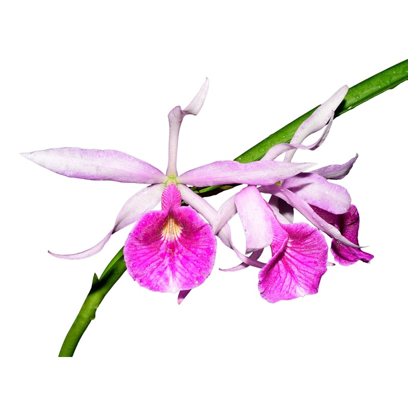 Brassocattleya Morning Glory var carnea