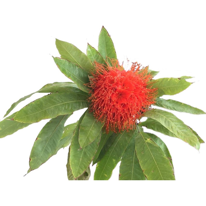 Brownea macrophylla