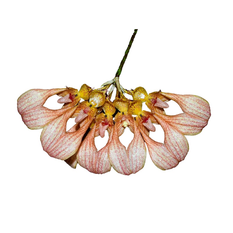 Bulbophyllum annandalei