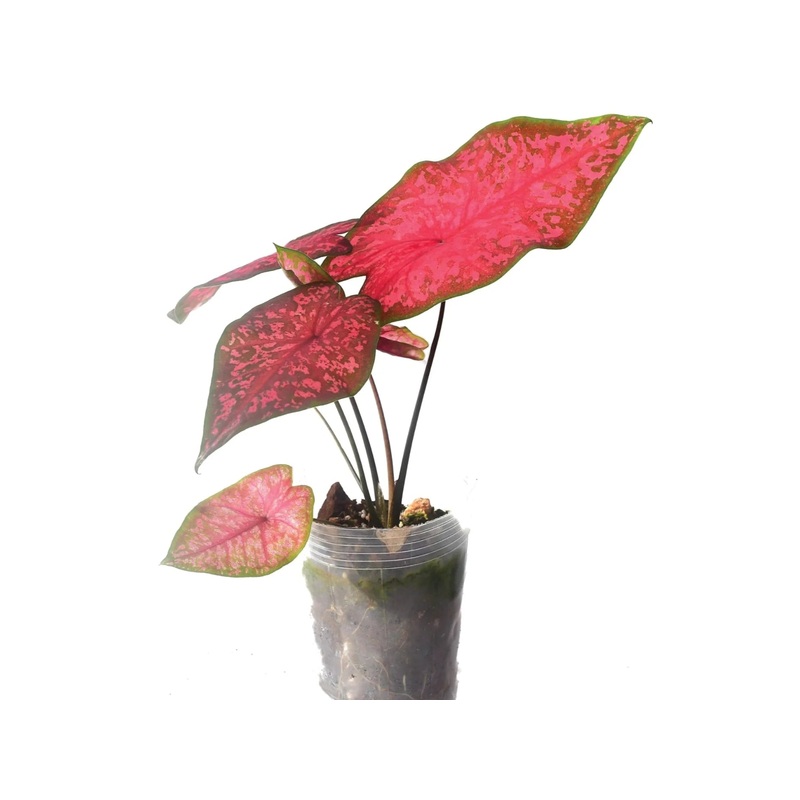 Caladium Blusher