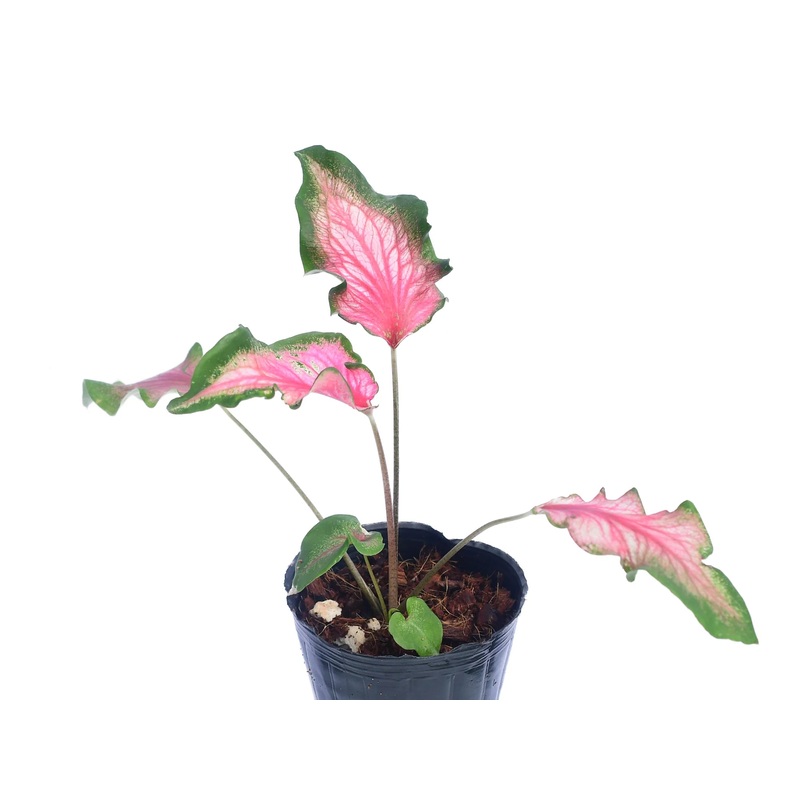 Caladium Dance Skirt
