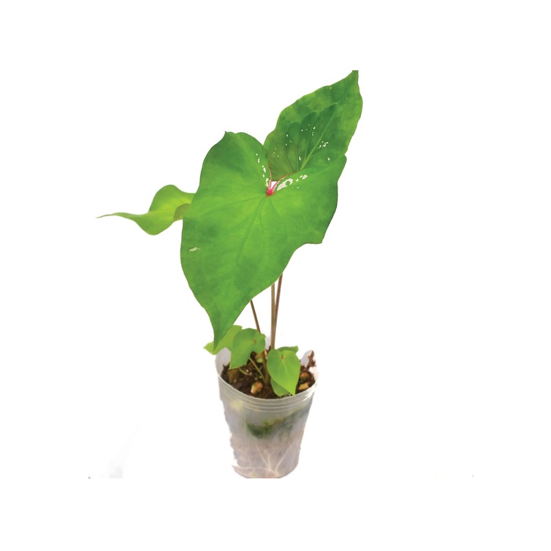Caladium Lush Peach