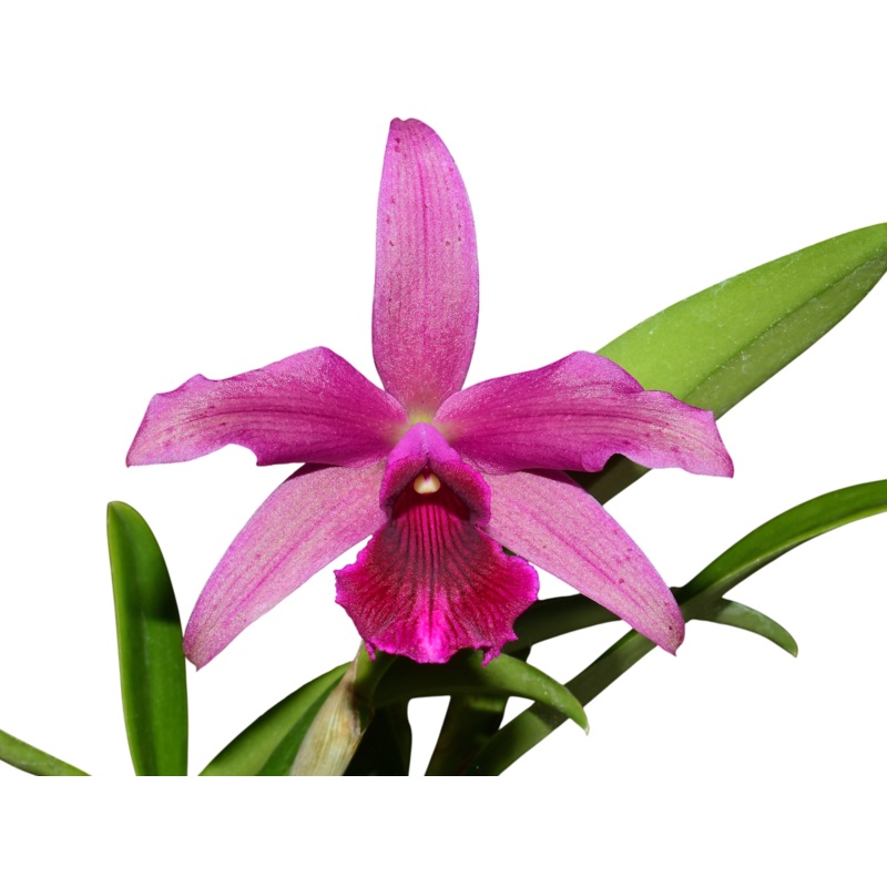 Cattleya bicalhoi