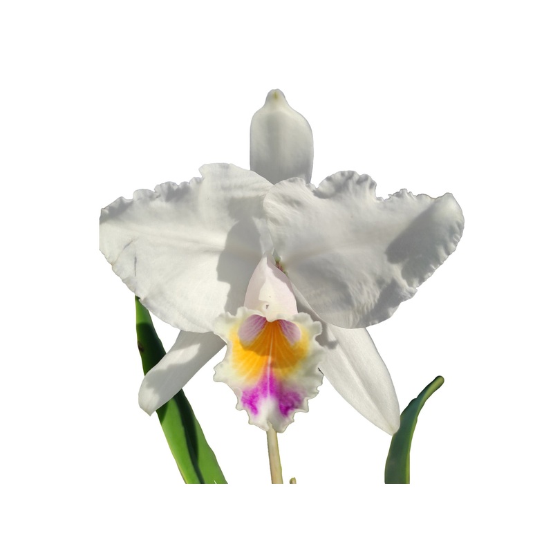 Cattleya quadricolor # 2 x # 3