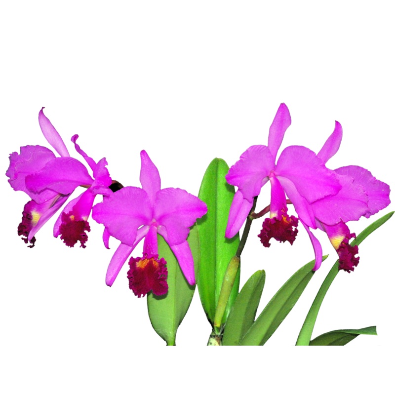 Cattleya trianae Sangre de Toro