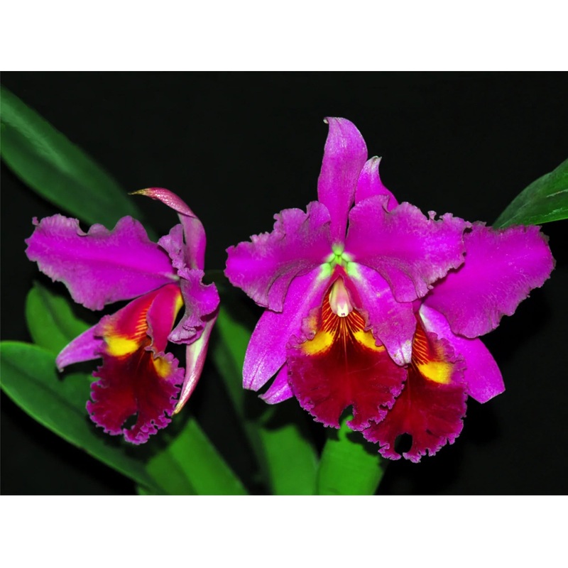 Cattleya warscewiczii var sanderiana x Blc. Chia Lin New City
