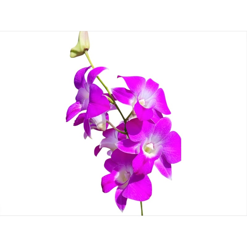 Dendrobium Princess Amy