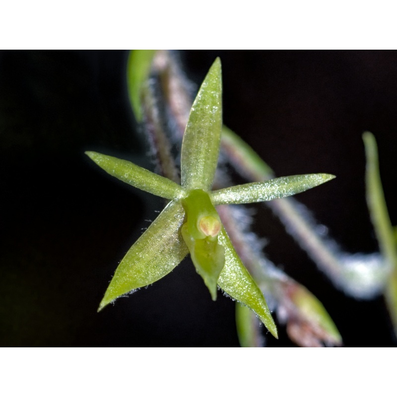 Epidendrum microphyllum