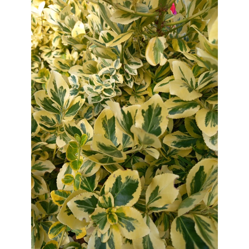 Euonymus fortunei ‘Emerald ‘n’ Gold’ Cottage Garden Perennial Shrub