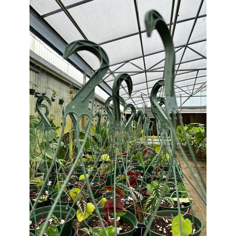 Green Hanger