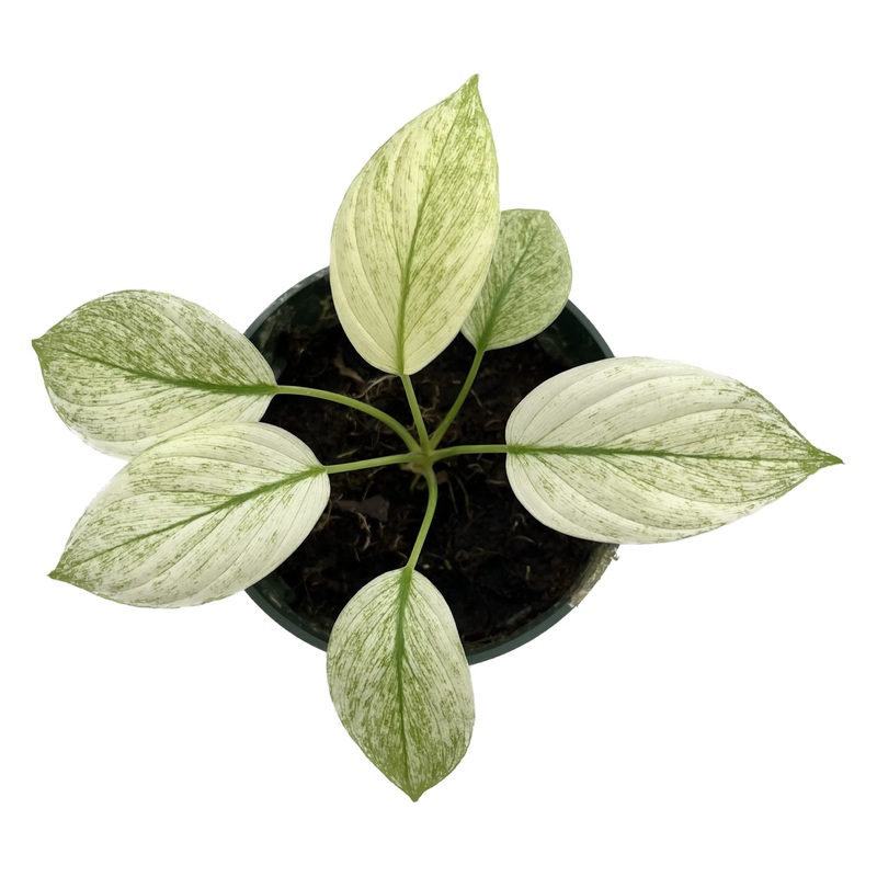 Homalomena rubescens mint