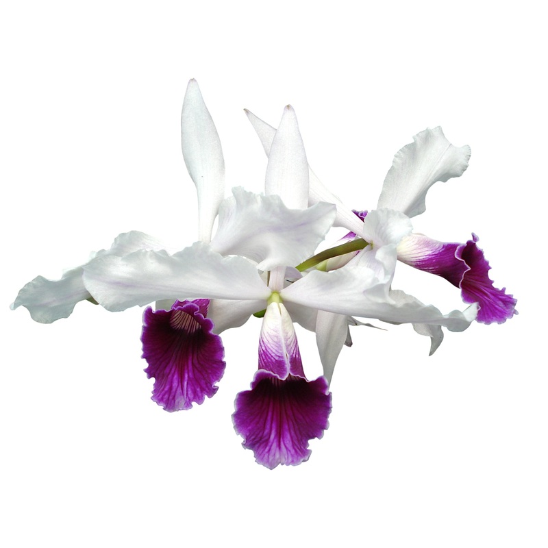 Laelia purpurata f. semialba var gilbert rubra