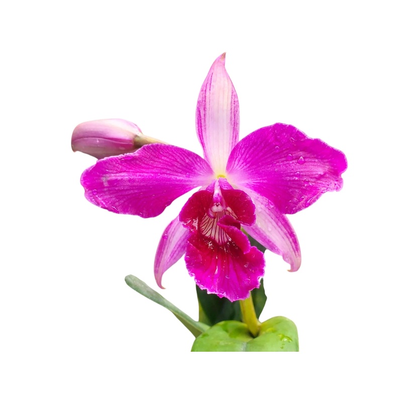 Laelia purpurata [(Rubra Canever # 14 Budny x Sanguinea ‘105’) x ‘Flamea’]