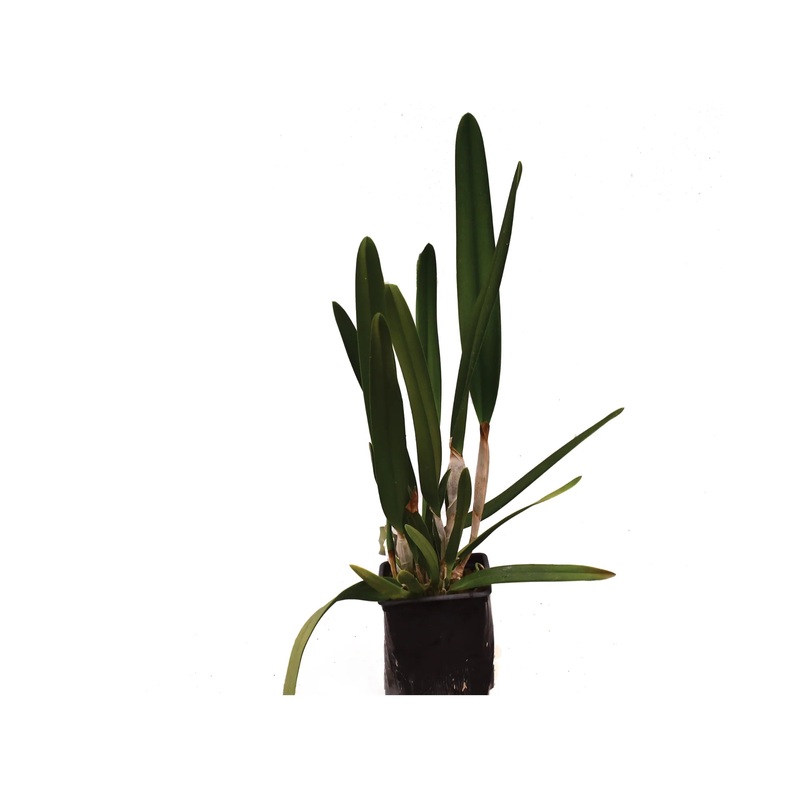 Laelia purpurata uba tuba splash x uba tuba