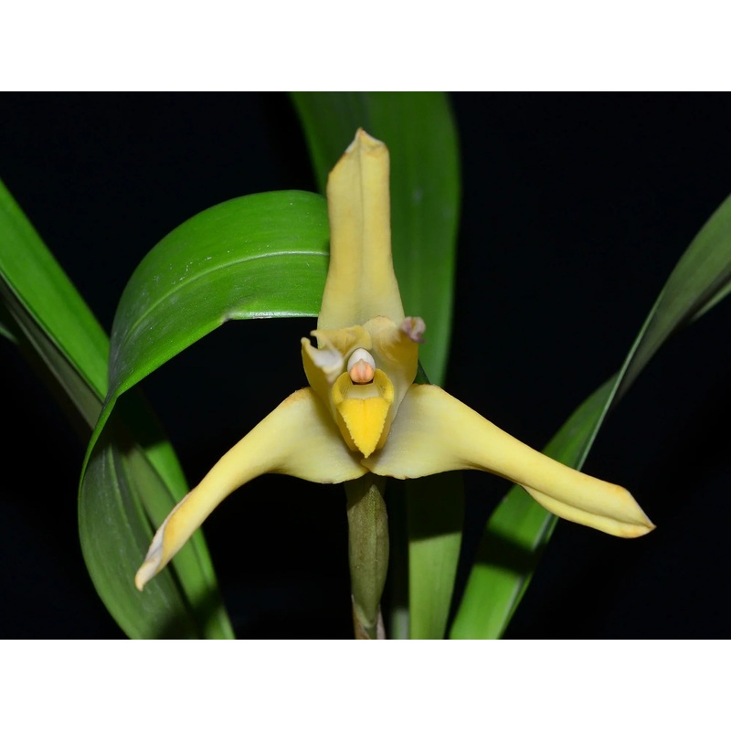 Maxillaria azulensis