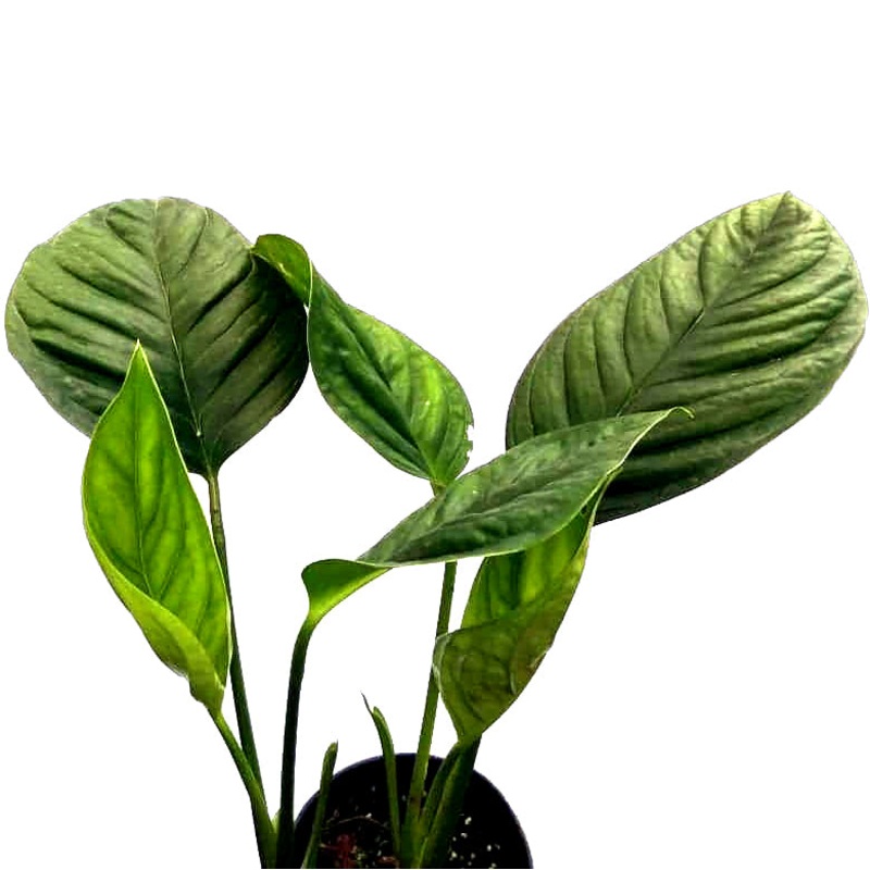 Monstera radicans