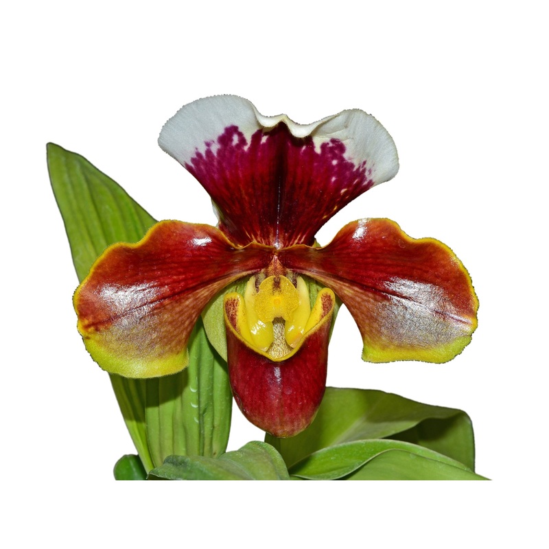 Paphiopedilum Enzan Kitty x Paph. Tree of Enzan
