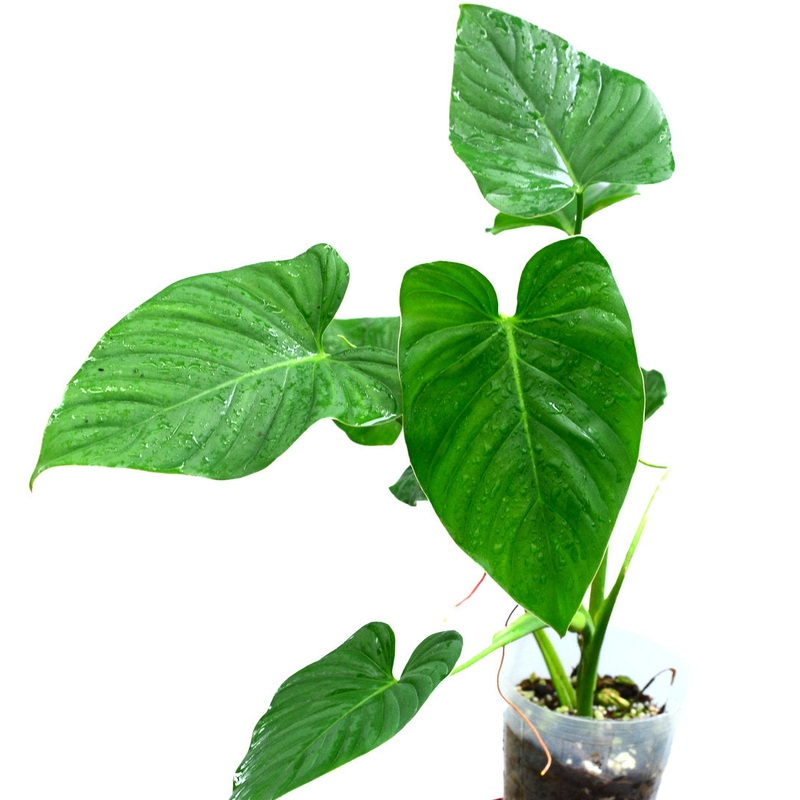 Philodendron alatiundulatum cf