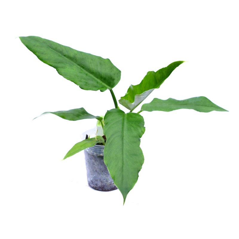 Philodendron Bonanza (S)