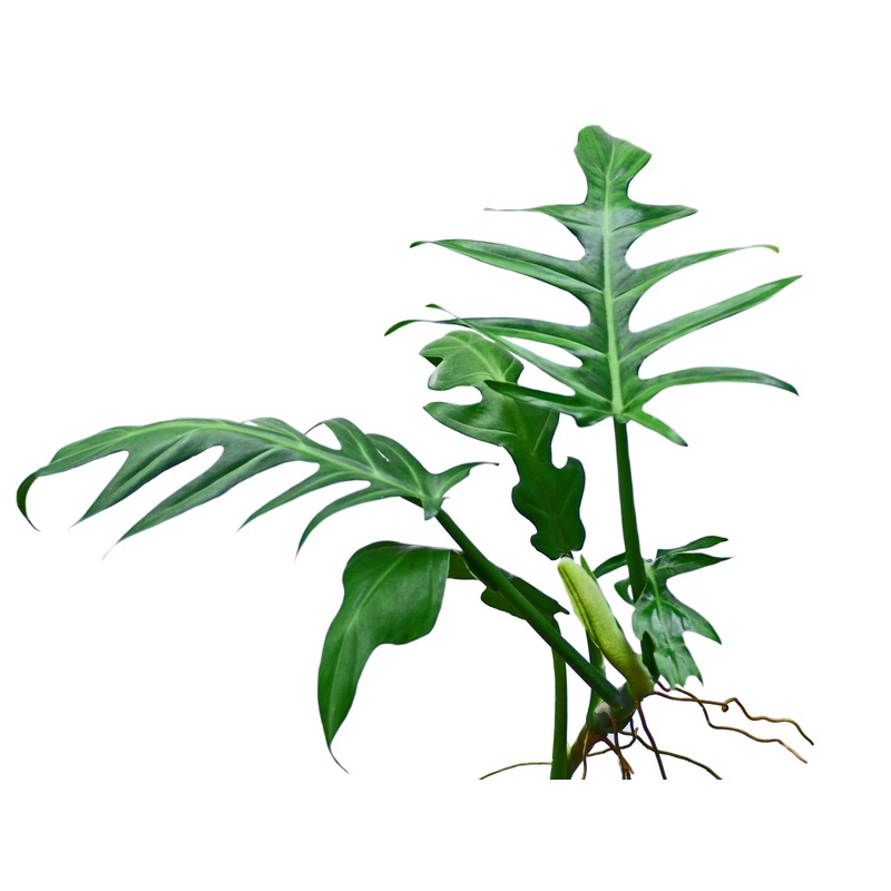 Philodendron elegans