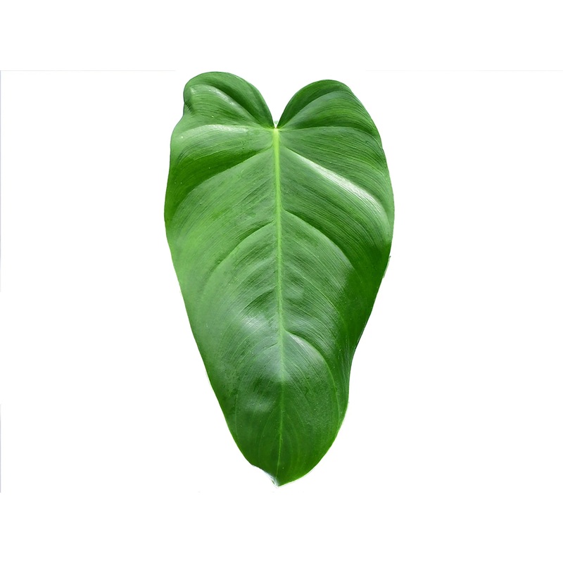 Philodendron Eliarmijos Inspirations