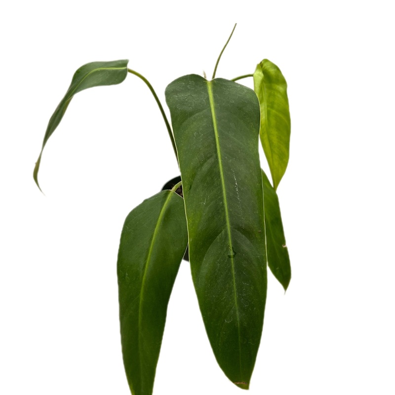 Philodendron Ivan Spirit