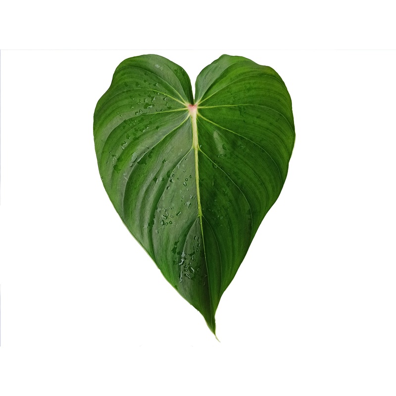 Philodendron pastazanum ‘red poin’