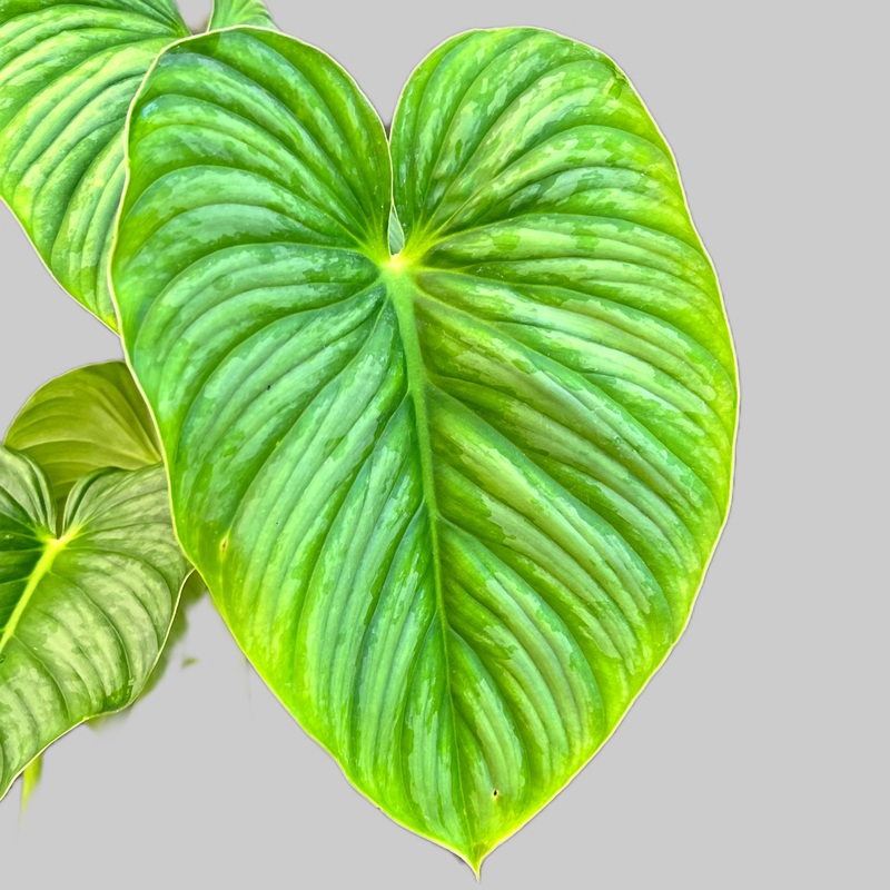 Philodendron plowmanii x Philodendron sodiroi cf