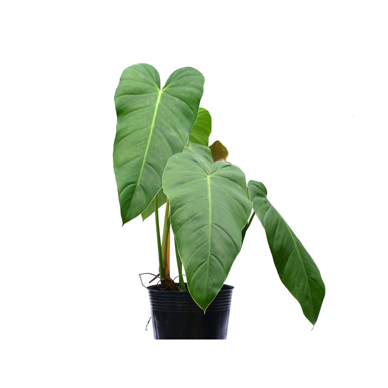 Philodendron quelali round x Philodendron spiritu sancti (seedling)