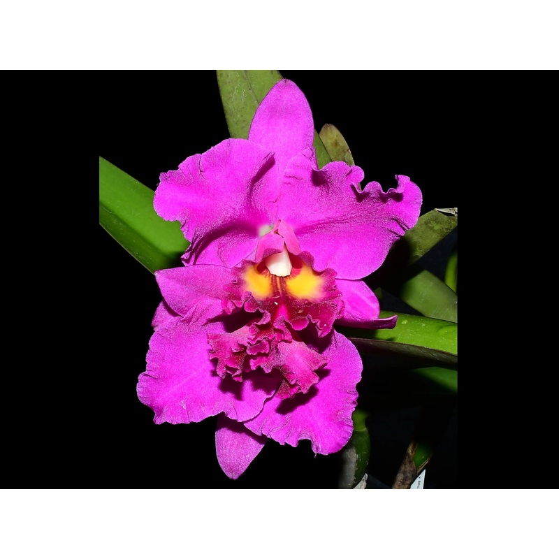 Potinara Golden Squinara x Blc. Yen 24 Karat