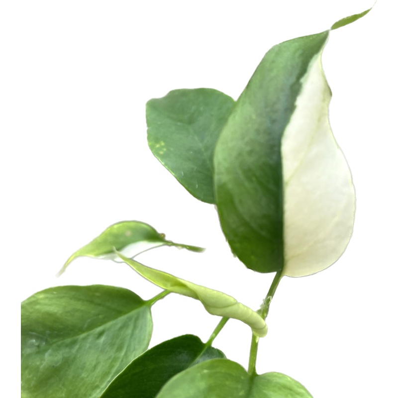Rhaphidophora tetrasperma variegada