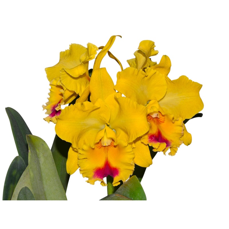 Rhyncholaeliocattleya Goldenzelle ‘Lemon Chiffon’