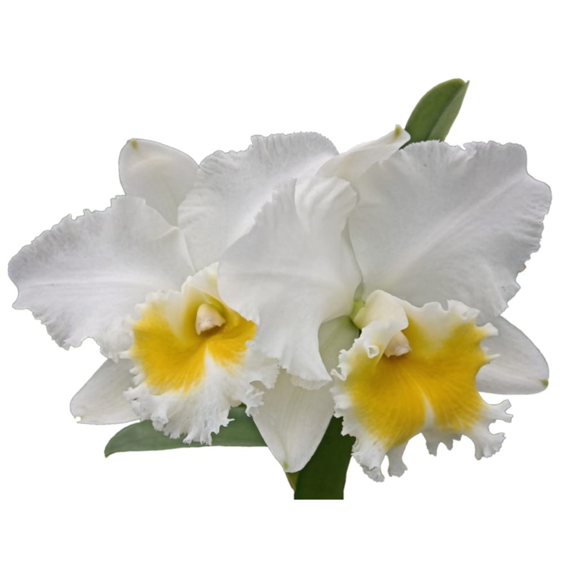 Rhyncholaeliocattleya Perla Rosada