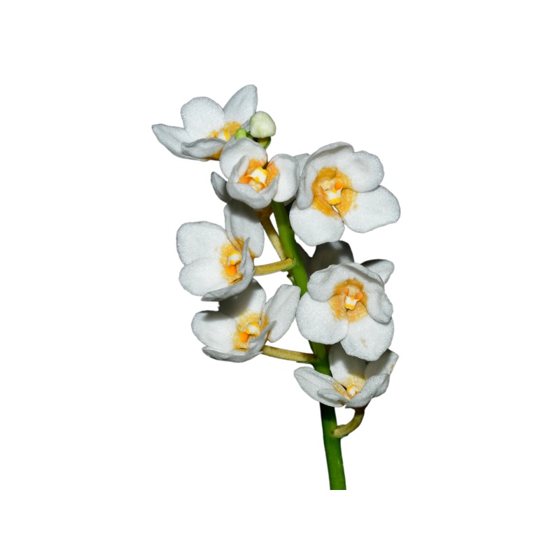 Sarcochilus Yellow Hart