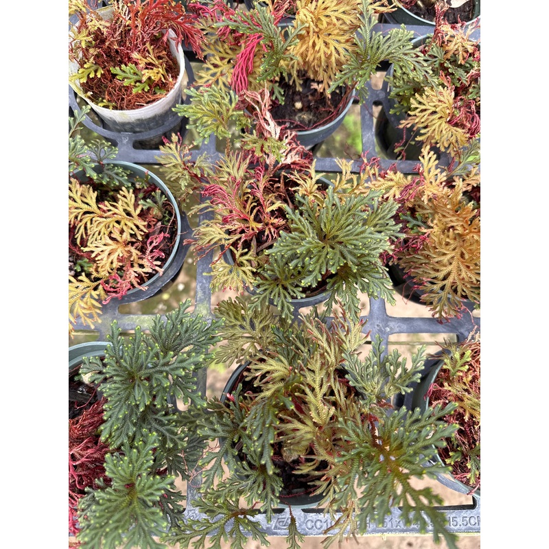 Selaginella erythropus Ruby Red