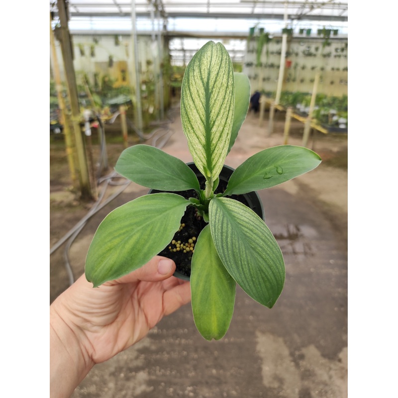 Spathiphyllum Gaint Green
