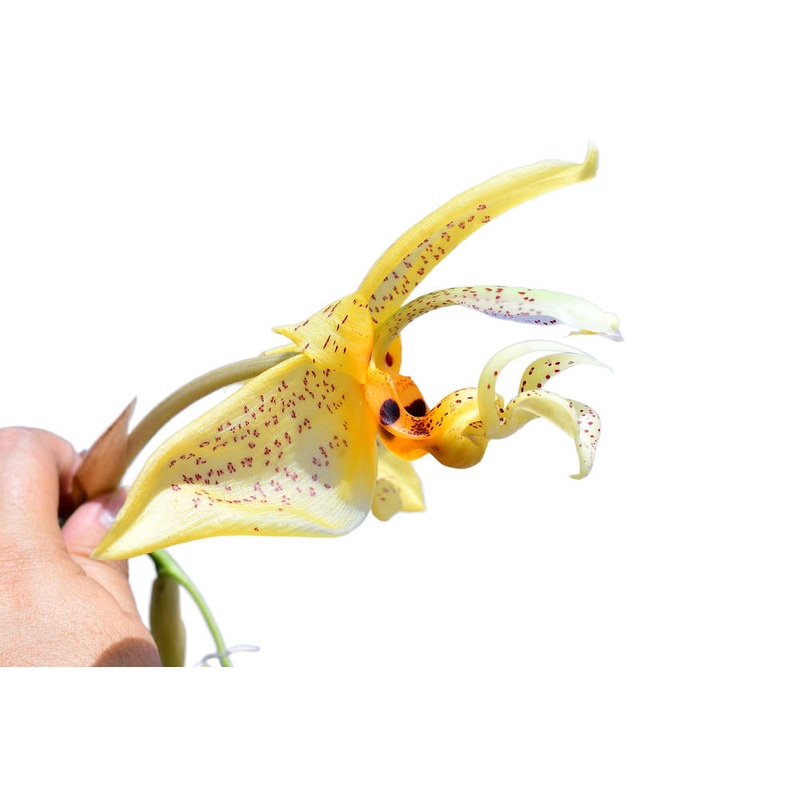 Stanhopea whittenii