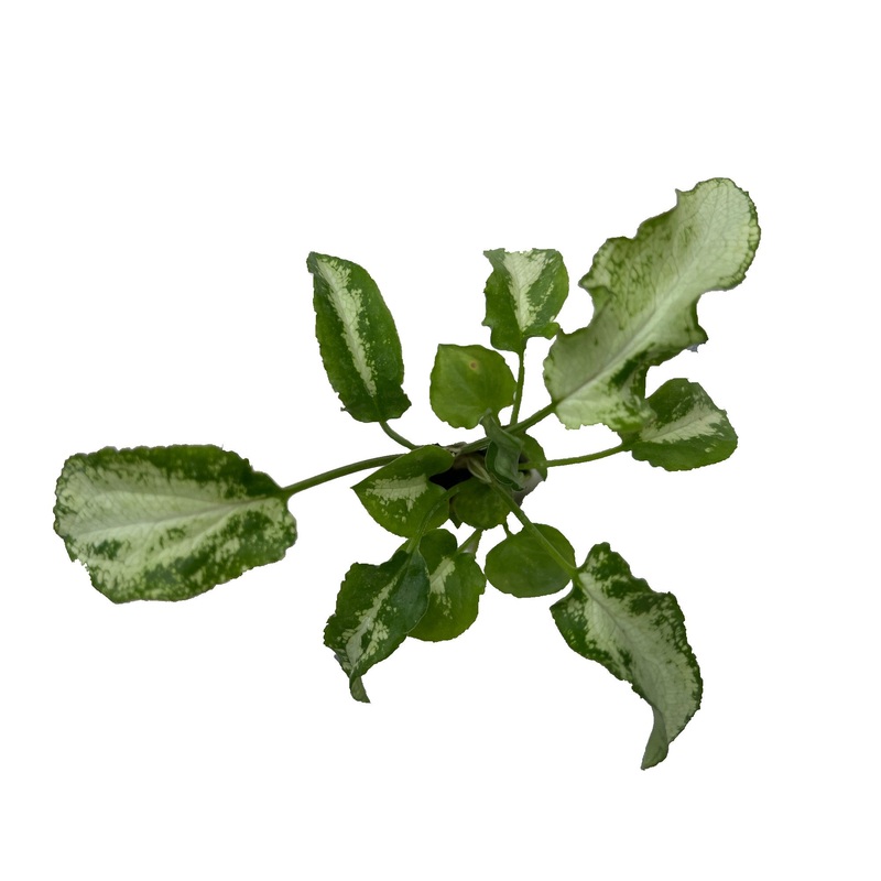 Syngonium ‘Three King’