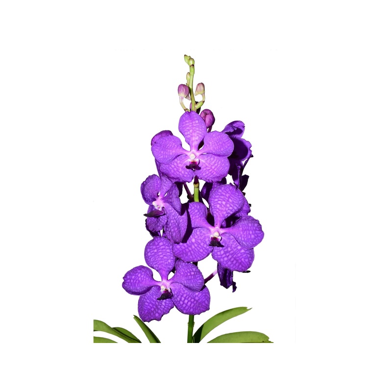 Vanda Beauty Delight x Warut Furitchia