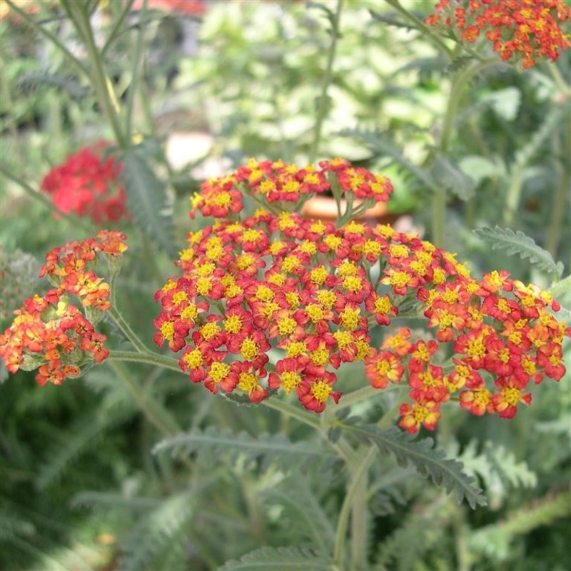Achillea millefolium ‘Walter Funcke’ Yarrow